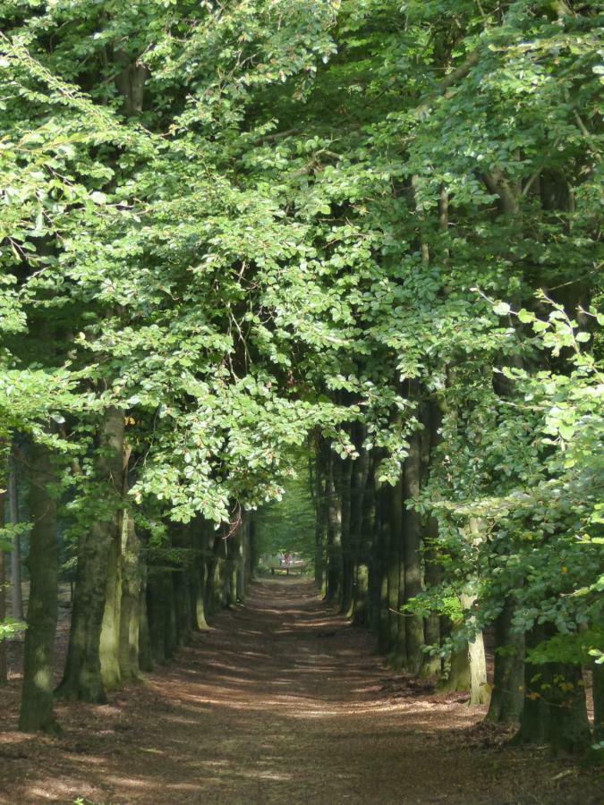 B&B Onder De Rode Beuk Dieren Zewnętrze zdjęcie
