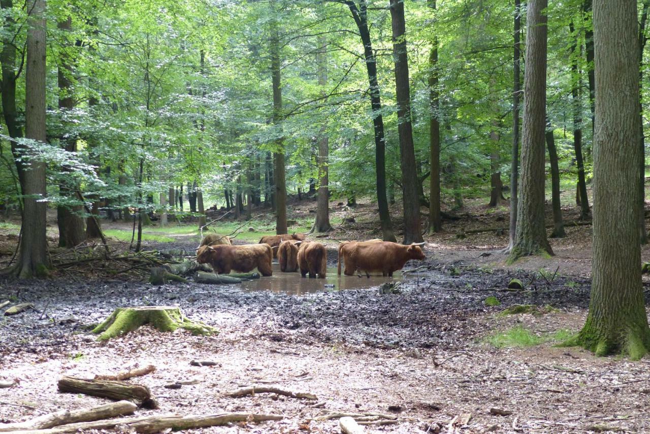 B&B Onder De Rode Beuk Dieren Zewnętrze zdjęcie